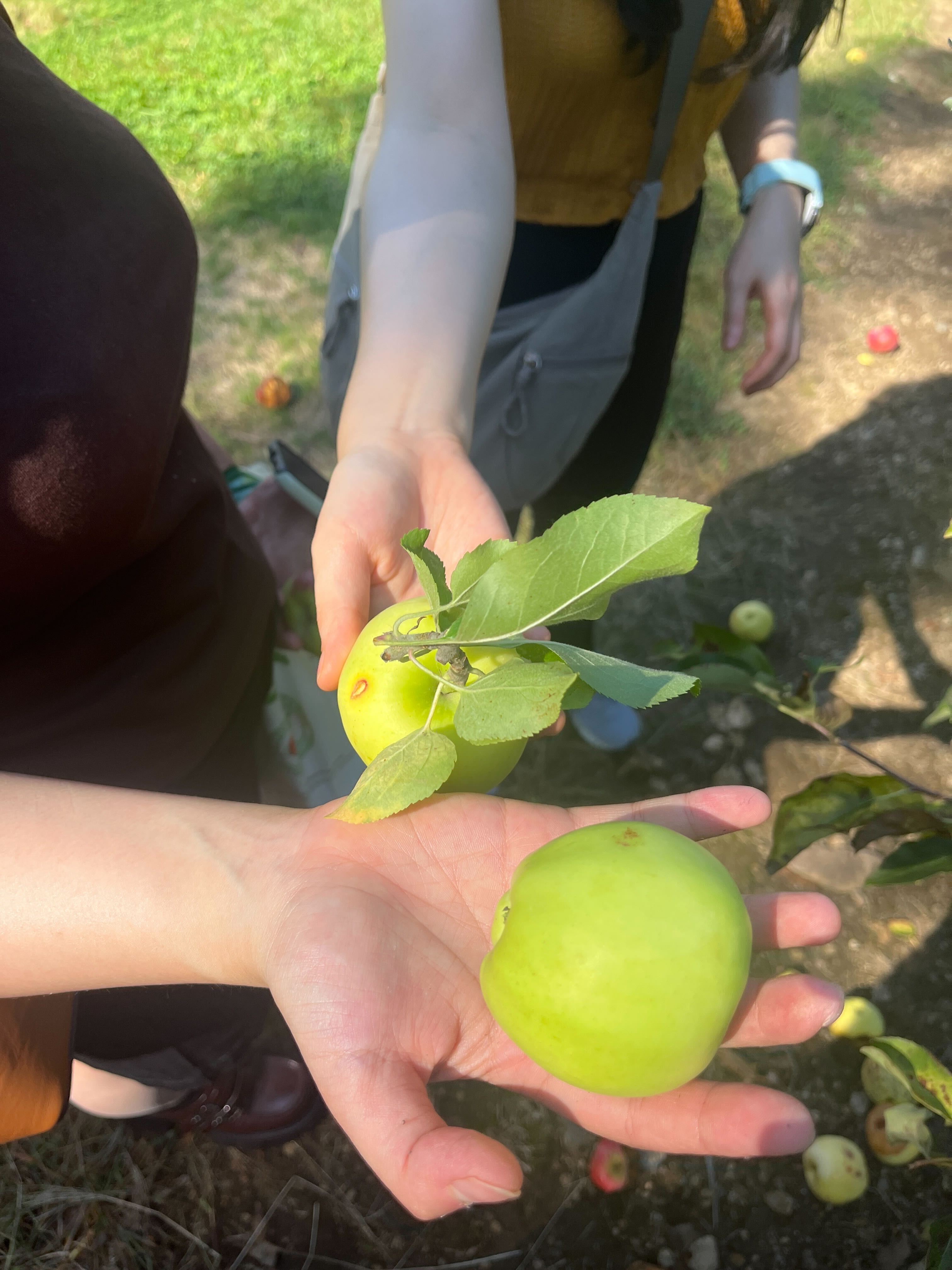 Fall tinlab outing = Apple picking! (Photo credit: Adi)